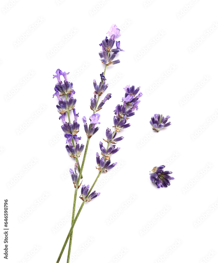Obraz premium Branches of beautiful lavender flowers on white background