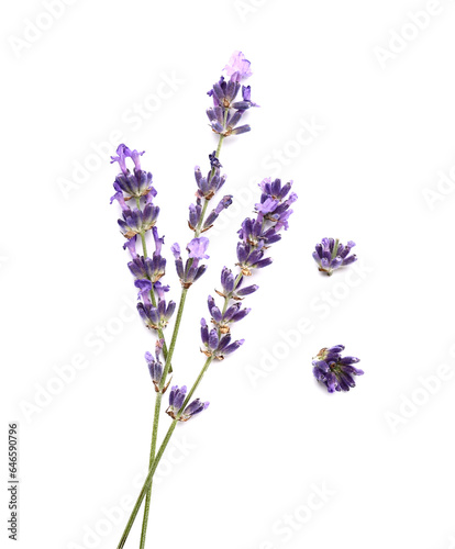 Fototapeta Naklejka Na Ścianę i Meble -  Branches of beautiful lavender flowers on white background