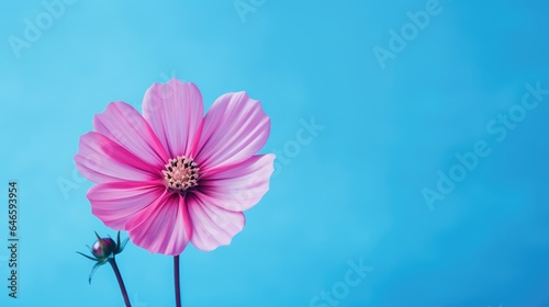 Delicate Blossom Under a Clear Blue Sky