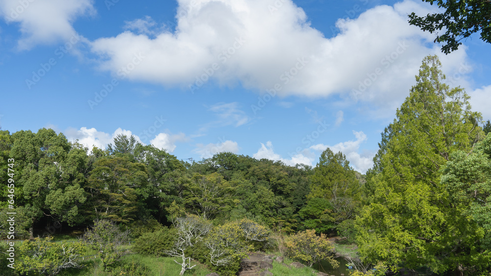 日本の夏の風景｜樹木と青空