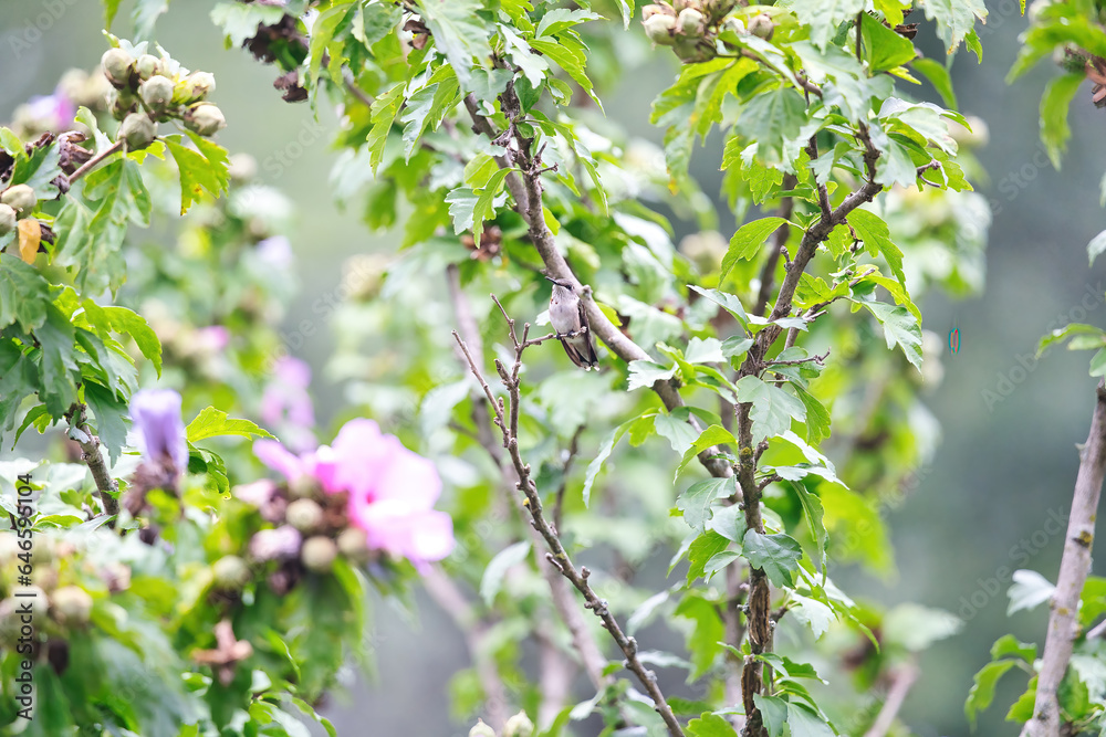 Hummingbird Perched: A ruby throated hummingbird is perched on hibiscus bush branch Hummingbird Perched: A ruby throated hummingbird is perched on hibiscus bush branch