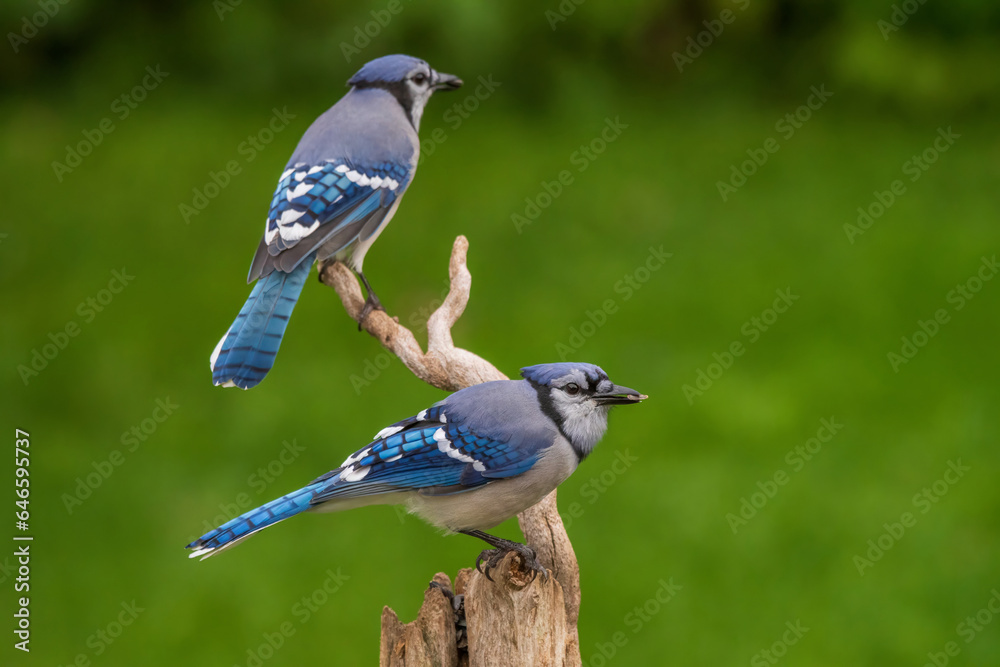 Blue Jays on a perch