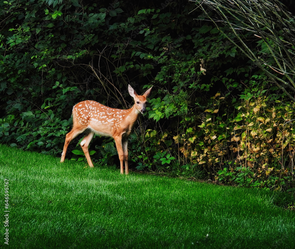White-Tailed Deer Fawn Stands Next to the Forest White-Tailed Deer Fawn Stands Next to the Forest