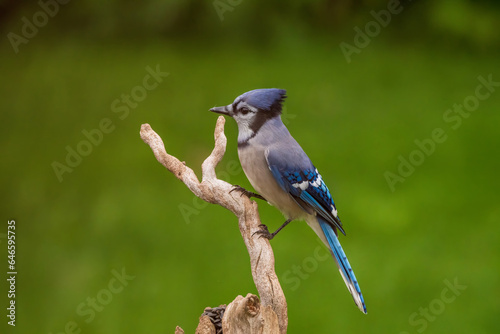 Blue Jay perched on a branch © jamie