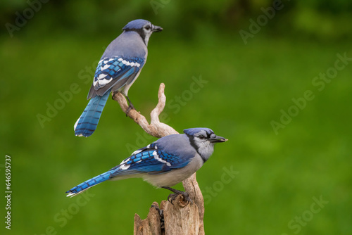 Blue Jays on a perch © jamie