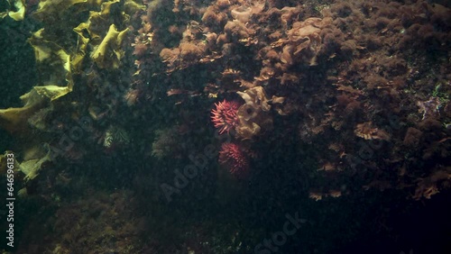 two red anemones surrounded by algae photo