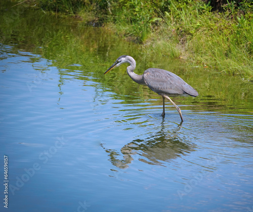 Blue Heron Bird Wades Through a Pond