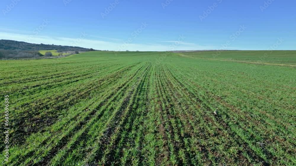 Forward drone flight over cultivated land, young plants, clear blue sky, horizon Forward drone flight over cultivated land, young plants, clear blue sky, horizon