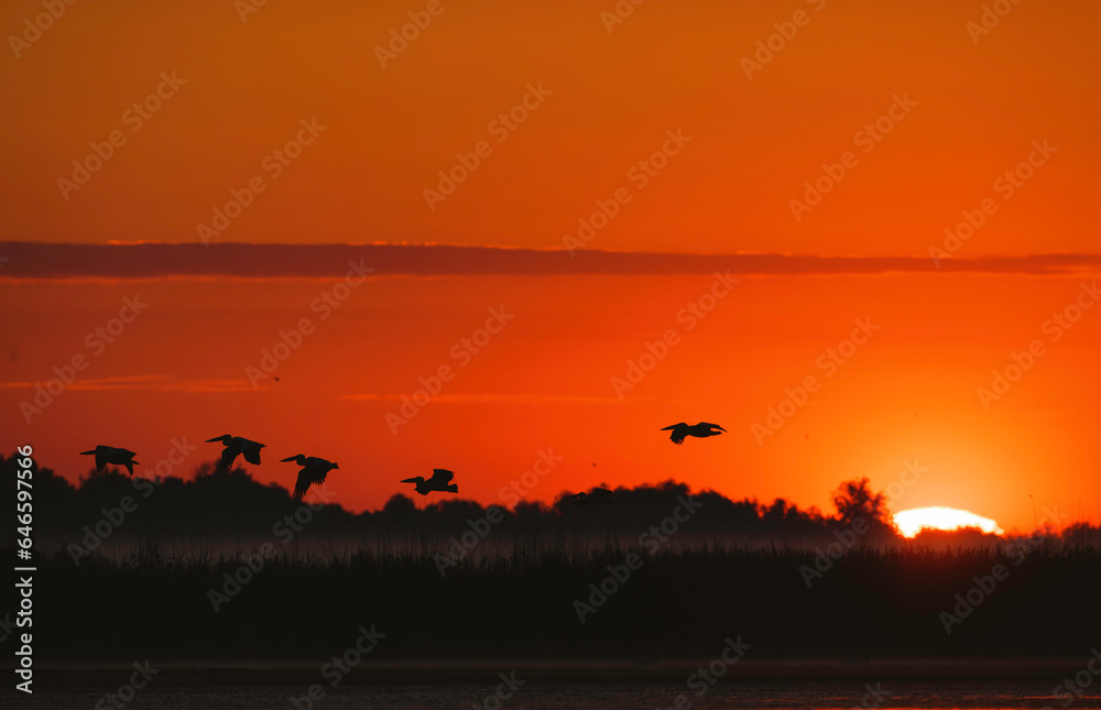 Photo of birds soaring over a serene lake at sunset in the Danube Delta reservation Wild birds fly Danube Delta