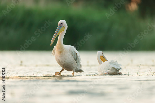 Photo of two majestic pelicans standing gracefully in the tranquil waters of the Danube Delta reservation Wild birds fly Danube Delta