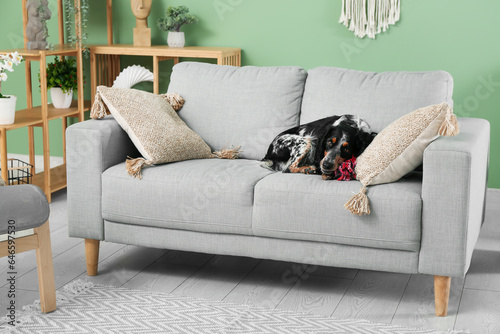 Relaxed english setter dog ...