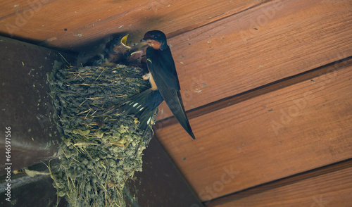 Barn Swallow Feeding Babies: An adult barn swallow bird feeding hungry baby barn swallows in a mud bird next in the eve of a picnic shelter