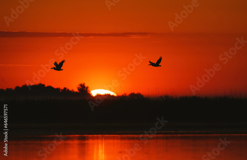 Photo of birds in flight over a serene body of water in the Danube Delta reservation Wild birds fly Danube Delta