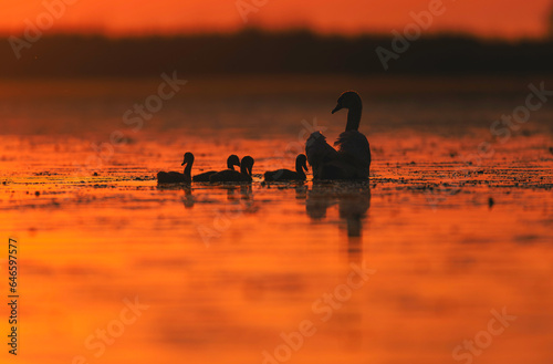 Photo of ducks peacefully floating on a serene lake in the Danube Delta reservation Wild birds fly Danube Delta