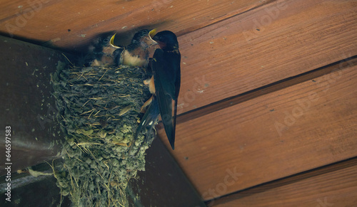 Barn Swallow Feeding Babies: An adult barn swallow bird feeding hungry baby barn swallows in a mud bird next in the eve of a picnic shelter