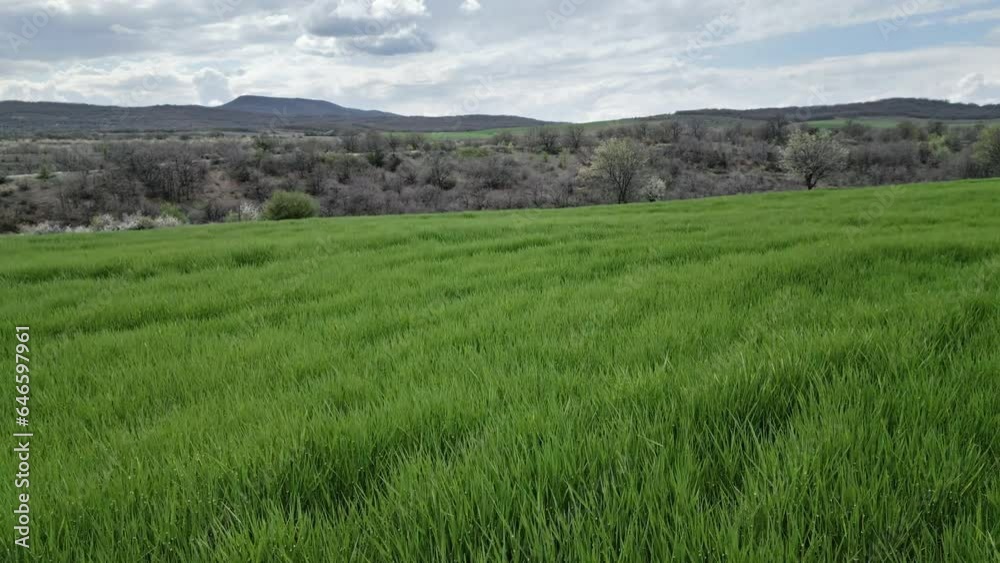 Landscape, drone low flight over green wheat field, cloudy sky, skyline Landscape, drone low flight over green wheat field, cloudy sky, skyline