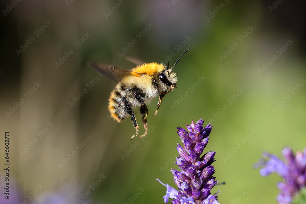 a flying bumblebee in the garden bed with Agastache flowers a flying bumblebee in the garden bed with Agastache flowers