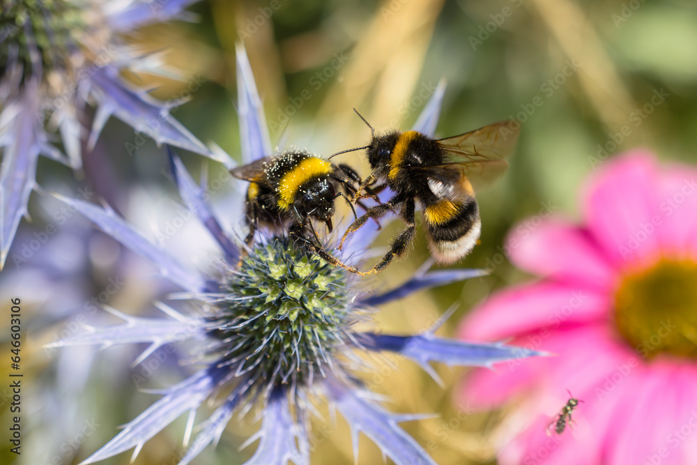 two bumblebee fighting in the air over flowers in a garden bed two bumblebee fighting in the air over flowers in a garden bed