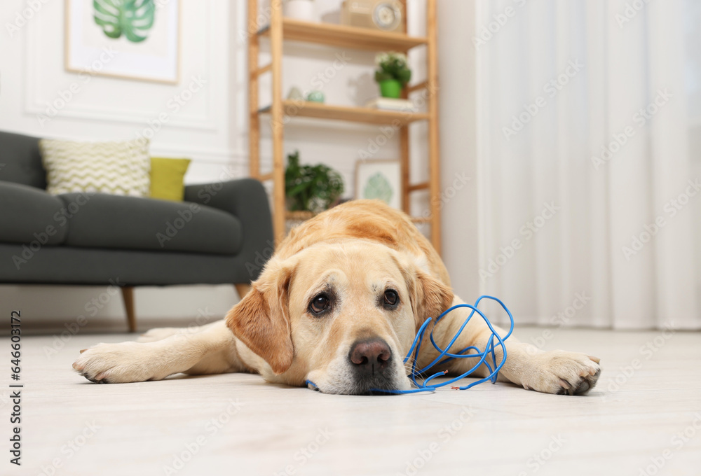 Naughty Labrador Retriever dog near damaged electrical wire at home Naughty Labrador Retriever dog near damaged electrical wire at home