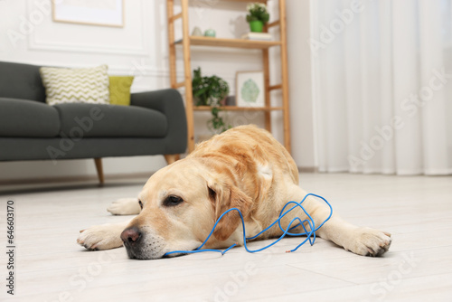 Naughty Labrador Retriever dog near damaged electrical wire at home