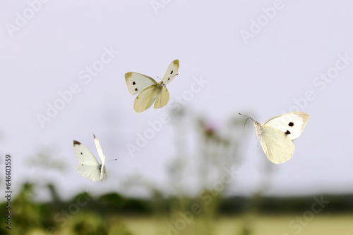 three cabbage white butterflies fly in the air over a field