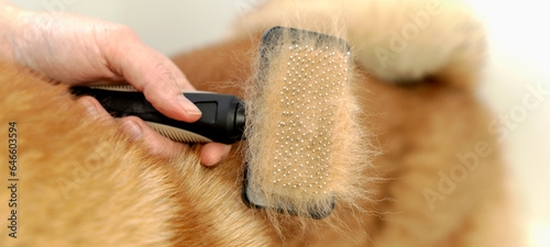 combing the dog's fur during molting photo