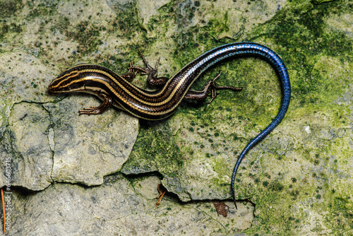 Canvas Print The Five-lined Skink the most common lizards in USA