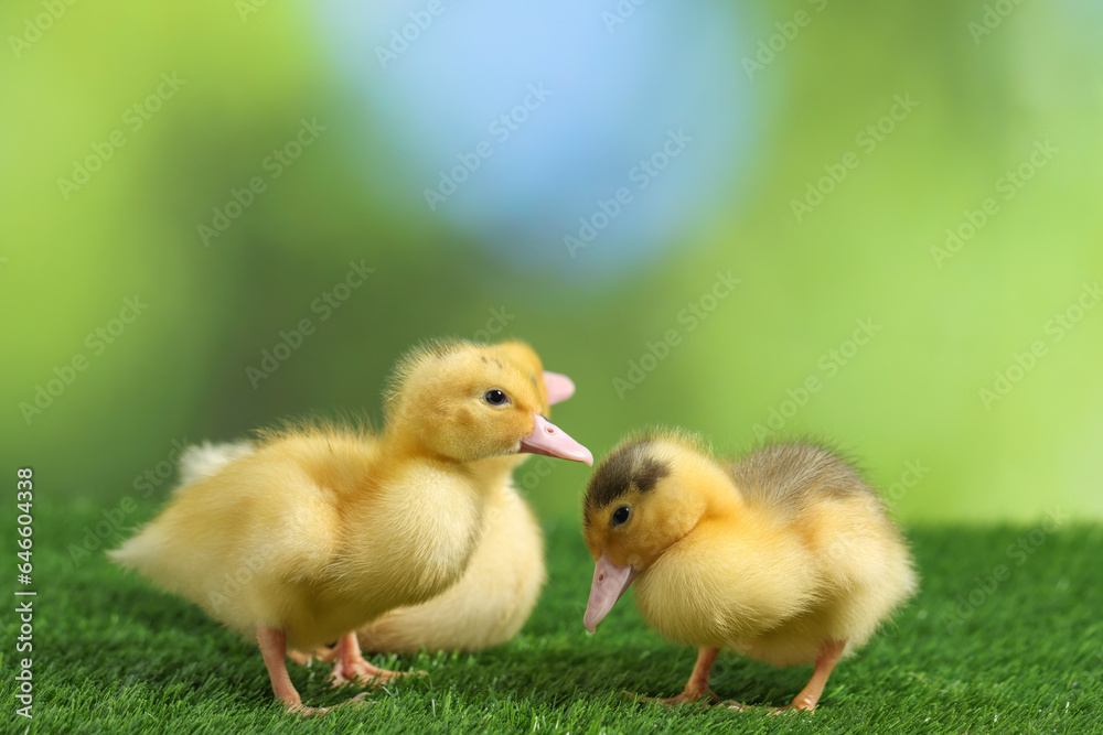 Cute fluffy ducklings on artificial grass against blurred background, closeup. Baby animals