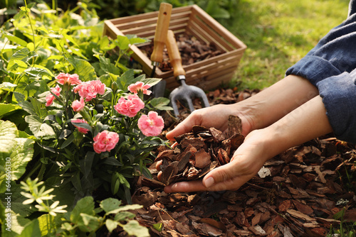 Fototapeta Naklejka Na Ścianę i Meble -  Woman mulching beautiful flowers with bark chips in garden, closeup