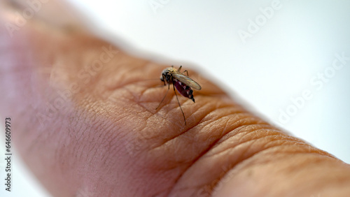 a mosquito drinks blood from a finger