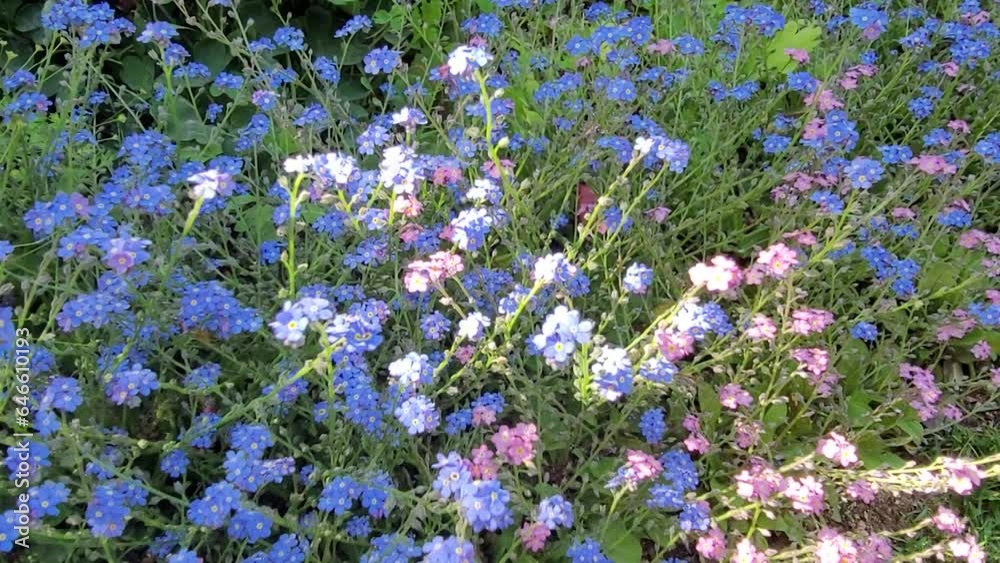 바람에 흔들리는 작은 꽃과 햇빛, 그림자 바람에 흔들리는 작은 꽃과 햇빛, 그림자