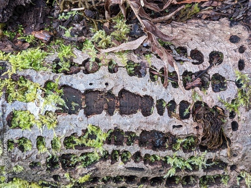 Close up of rough tree bark of a fallen tree, currently in a state of decay and partially colonized by moss.  photo