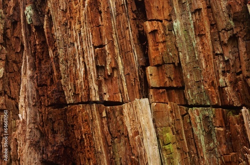 Fotografi Close up of weathered redwood heartwood.