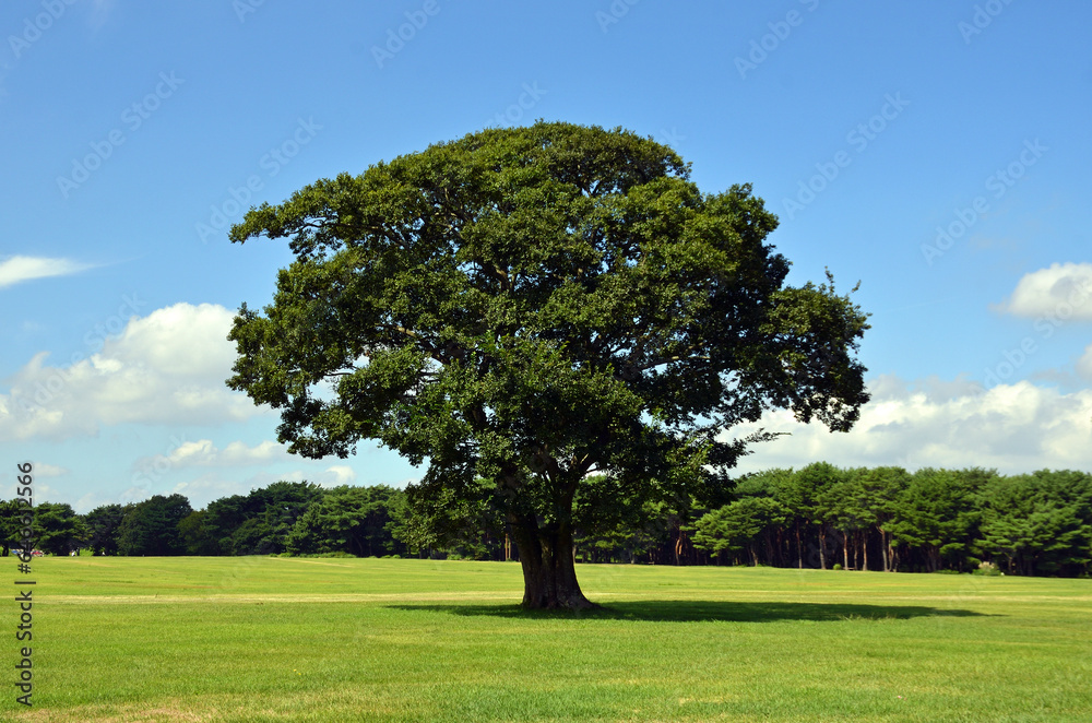 Big tree in Hitachi Seaside Park, Ibaraki Prefecture Big tree in Hitachi Seaside Park, Ibaraki Prefecture