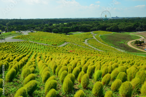 Green summer cypresses in Hitachi Seaside Park, Ibaraki Prefecture