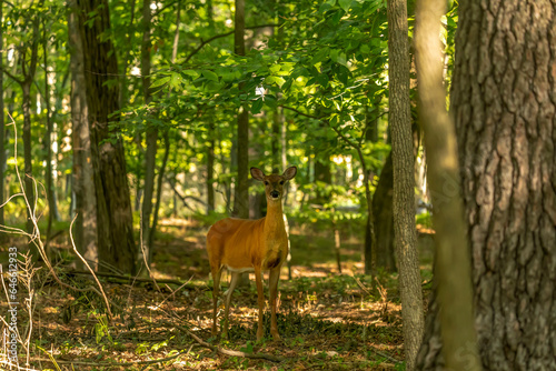 The white-tailed deer or Virginia deer in the forest