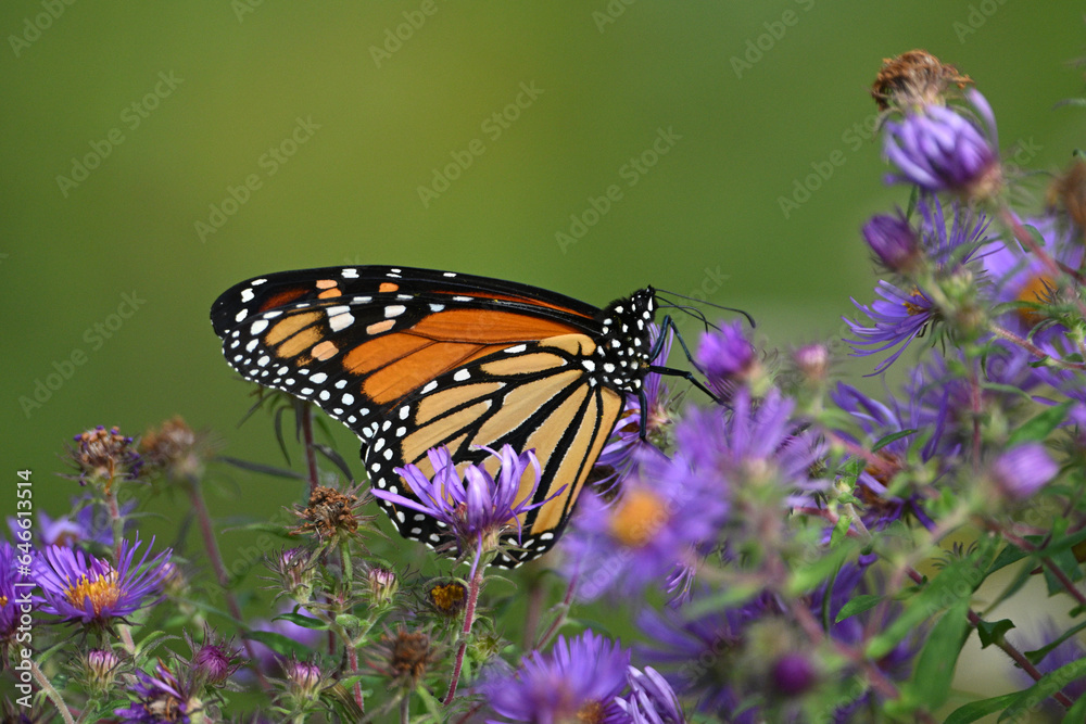 Close up of a beautiful Monarch butterfly on purple aster wild flowers in a meadow Close up of a beautiful Monarch butterfly on purple aster wild flowers in a meadow