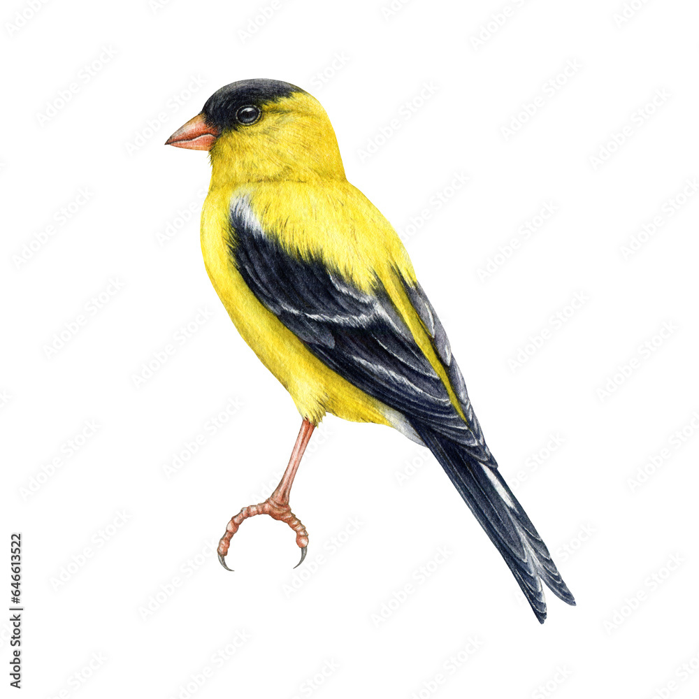 Obraz premium Goldfinch bird watercolor illustration. Spinus tristis realistic detailed single image. Hand drawn North American native yellow bird. Goldfinch wildlife forest avian isolated on white background