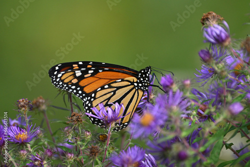 Close up of a beautiful Monarch butterfly on purple aster wild flowers in a meadow © Carol Hamilton