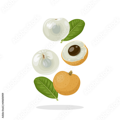 Vector illustration, levitation of whole and half longan fruit, peeled and unpeeled, with green leaves, isolated on a white background.