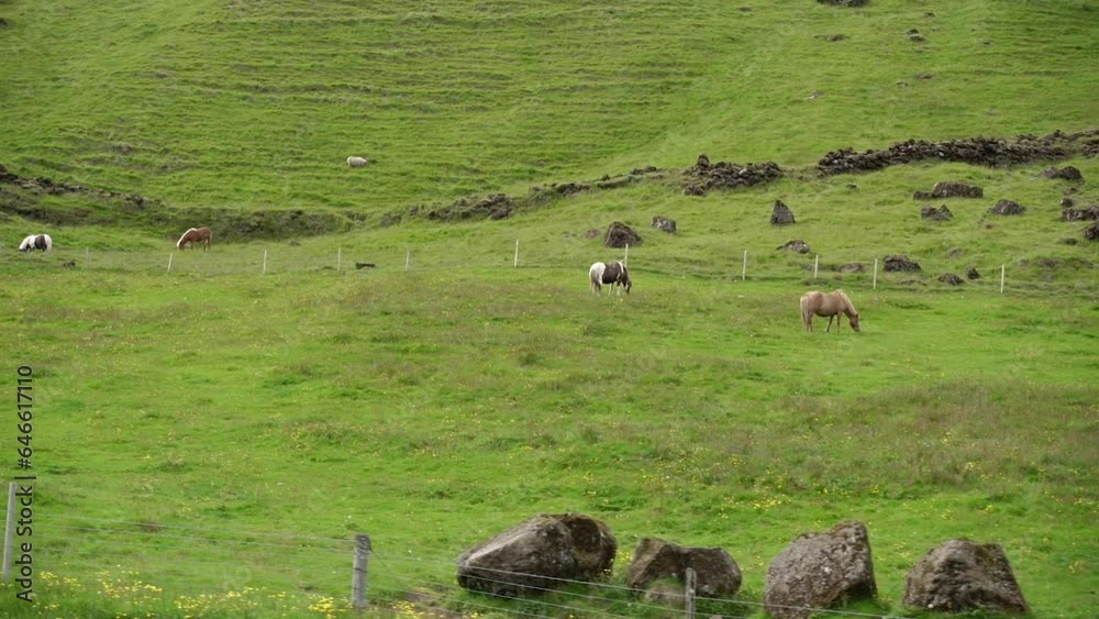 Horses graze in the green valley. Iceland.
