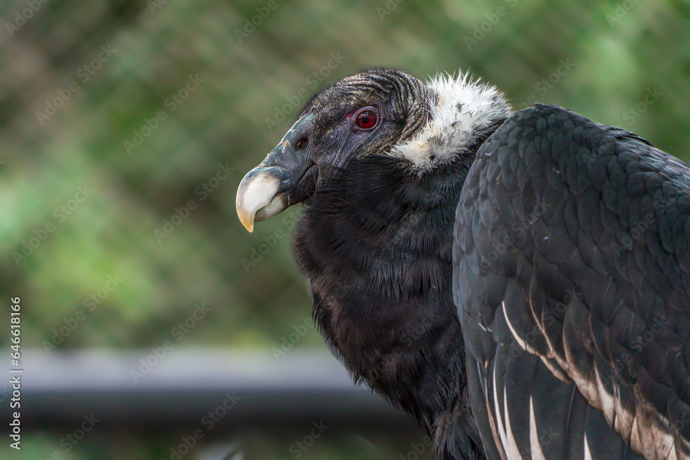 Fototapeta premium Andean condor (Vultur gryphus)