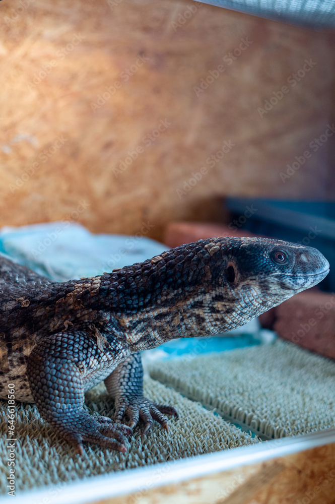 monitor lizard on the cage monitor lizard on the cage