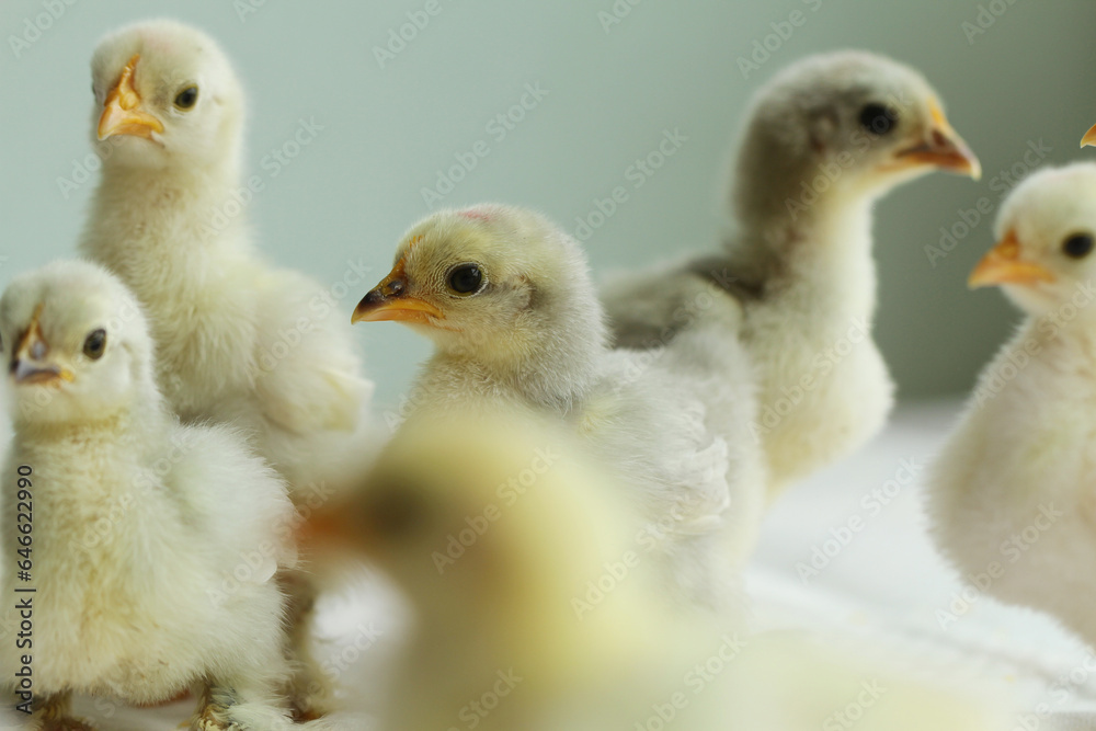 little chicken on green background little chicken on green background