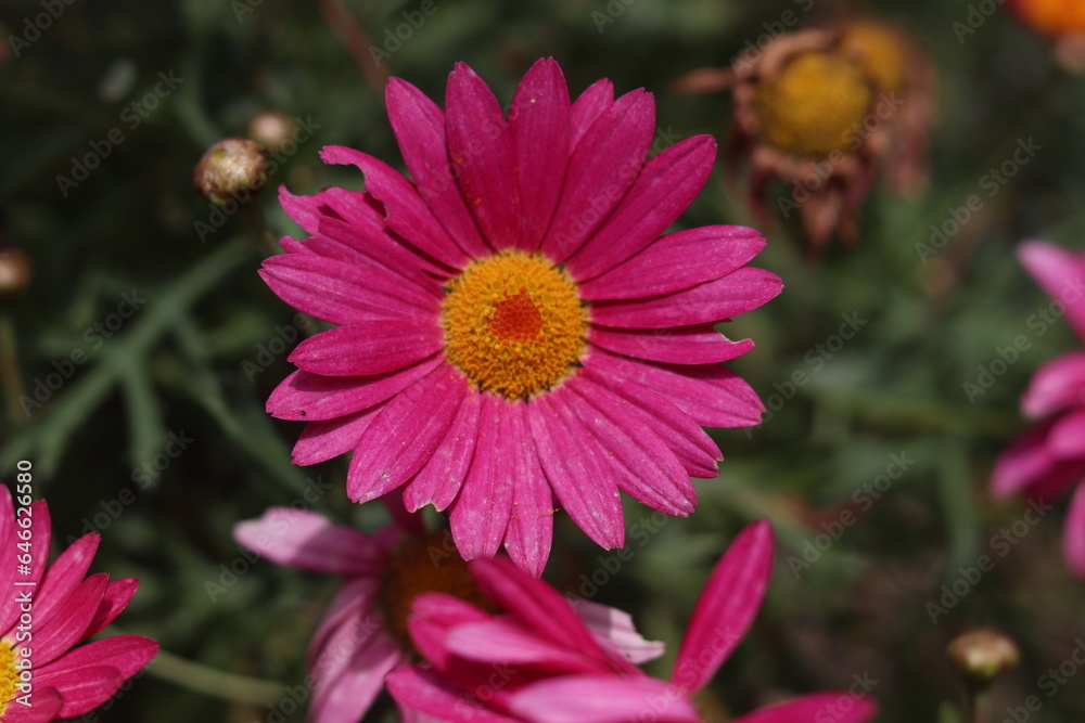 Fototapeta premium close up of pink flower