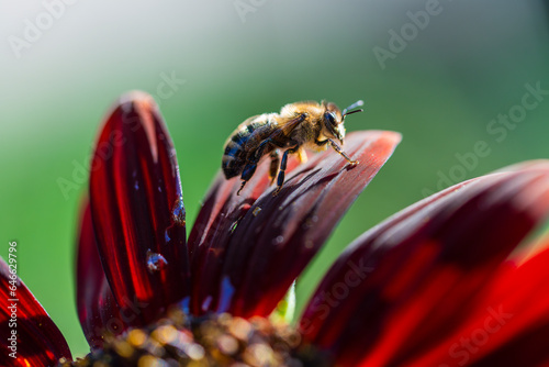 Honeybee on red sunflower flower, macro. Herb garden with honey bee insect. Worker bee collects nectar, closeup