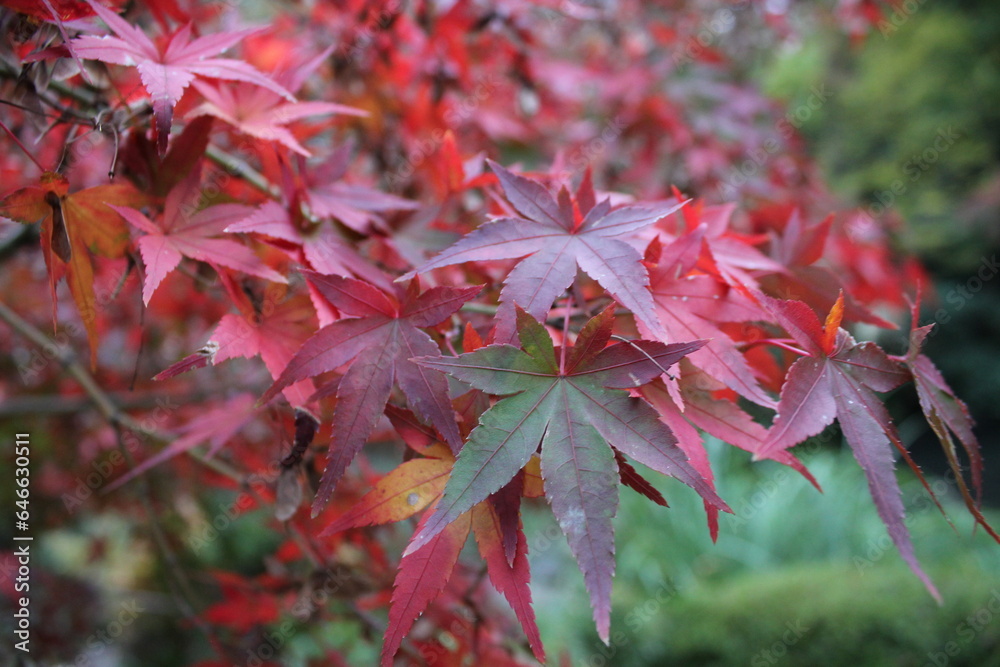 紅葉 紅葉
