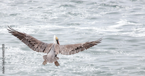 Low flying pelican on the central coast of Cambria California United States