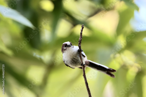 Long-tailed Tit, sitting on a branch