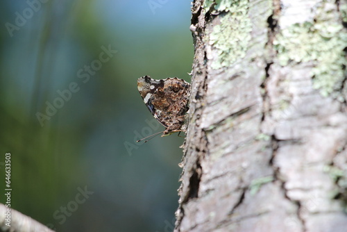 A red admiral butterfly on the side of a tree trunk